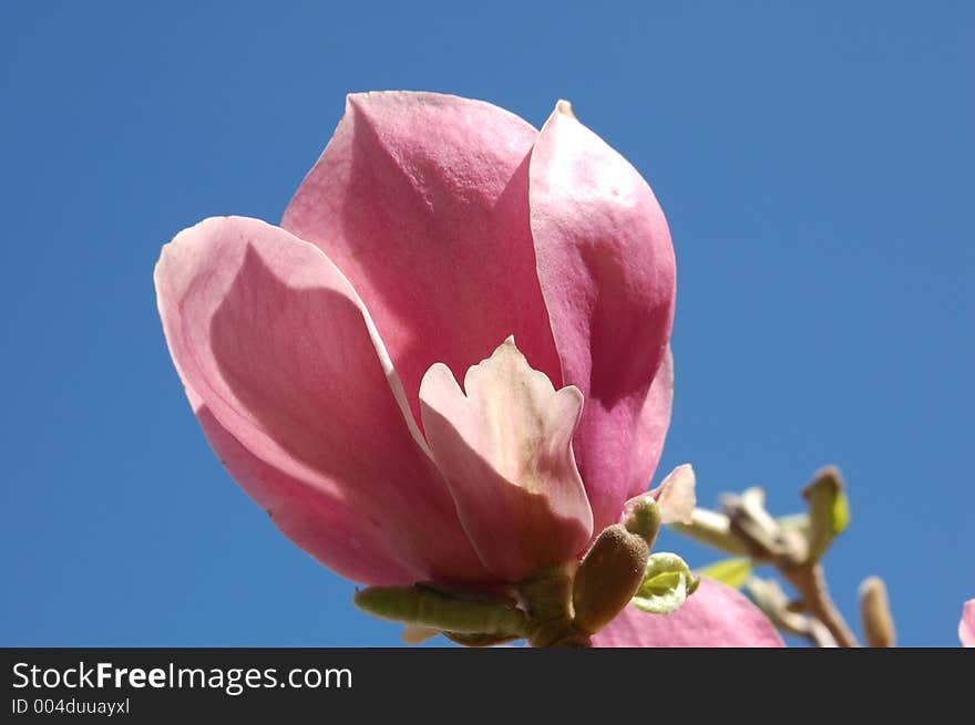 Pink Blossom