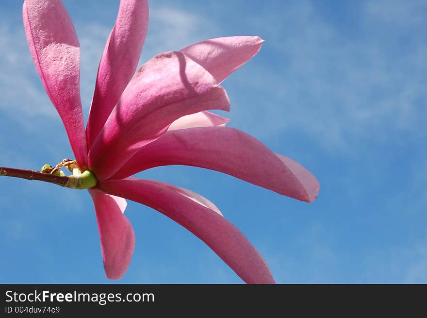 Giant spring blossom. Giant spring blossom