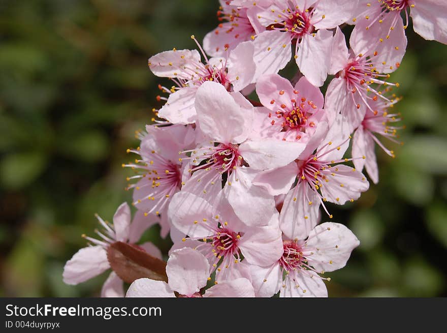 Pink blossoms