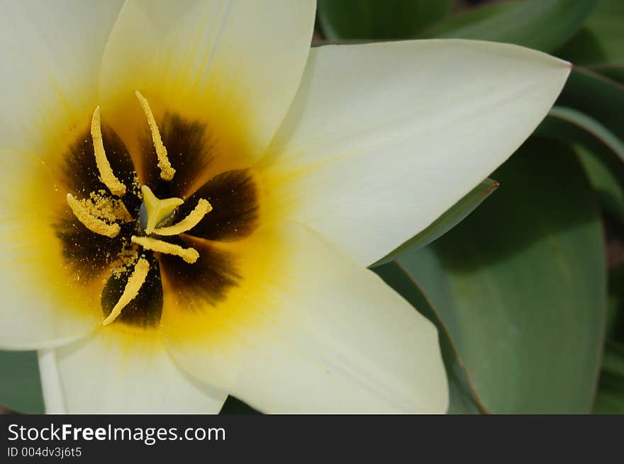 White Tulip