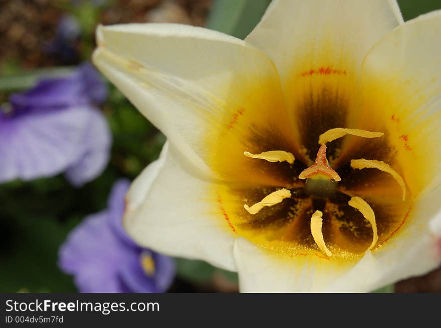 White tulip