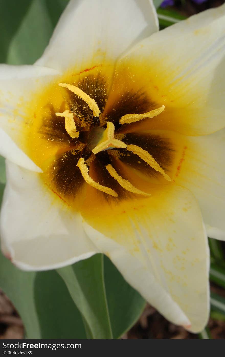 White tulip