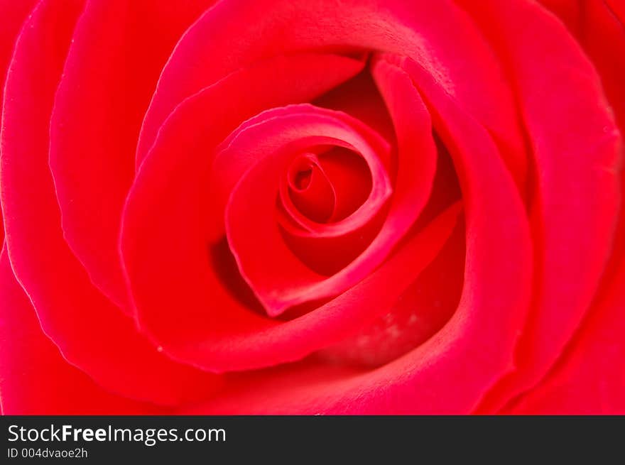 Bright colored rose. Bright colored rose