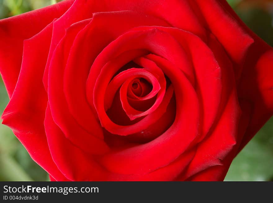 Close-up red rose