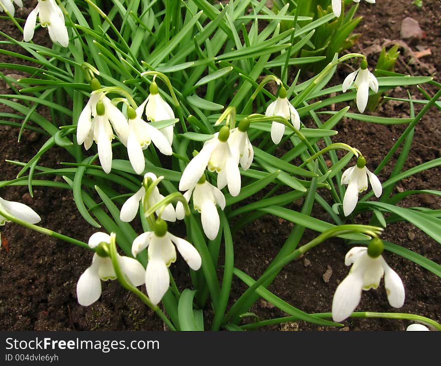 Spring flowers. Spring flowers