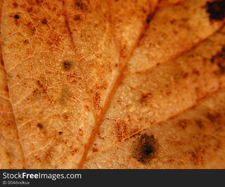 Rusty Leaf