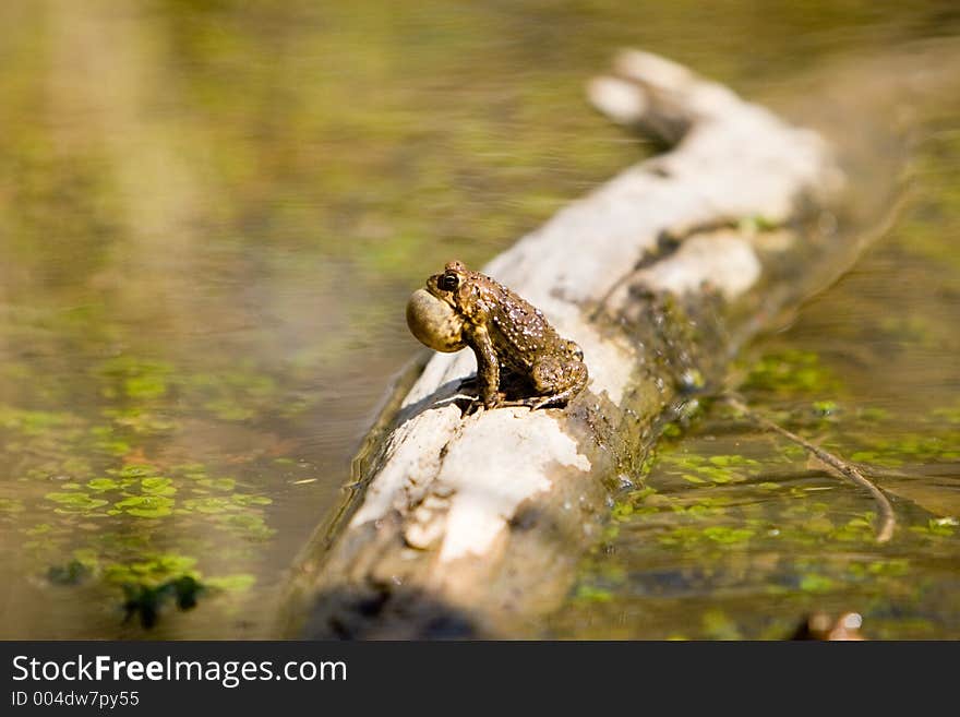 A frog calling from a log. A frog calling from a log