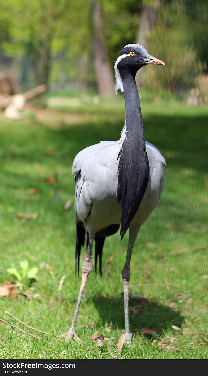 Bird with orange eye.