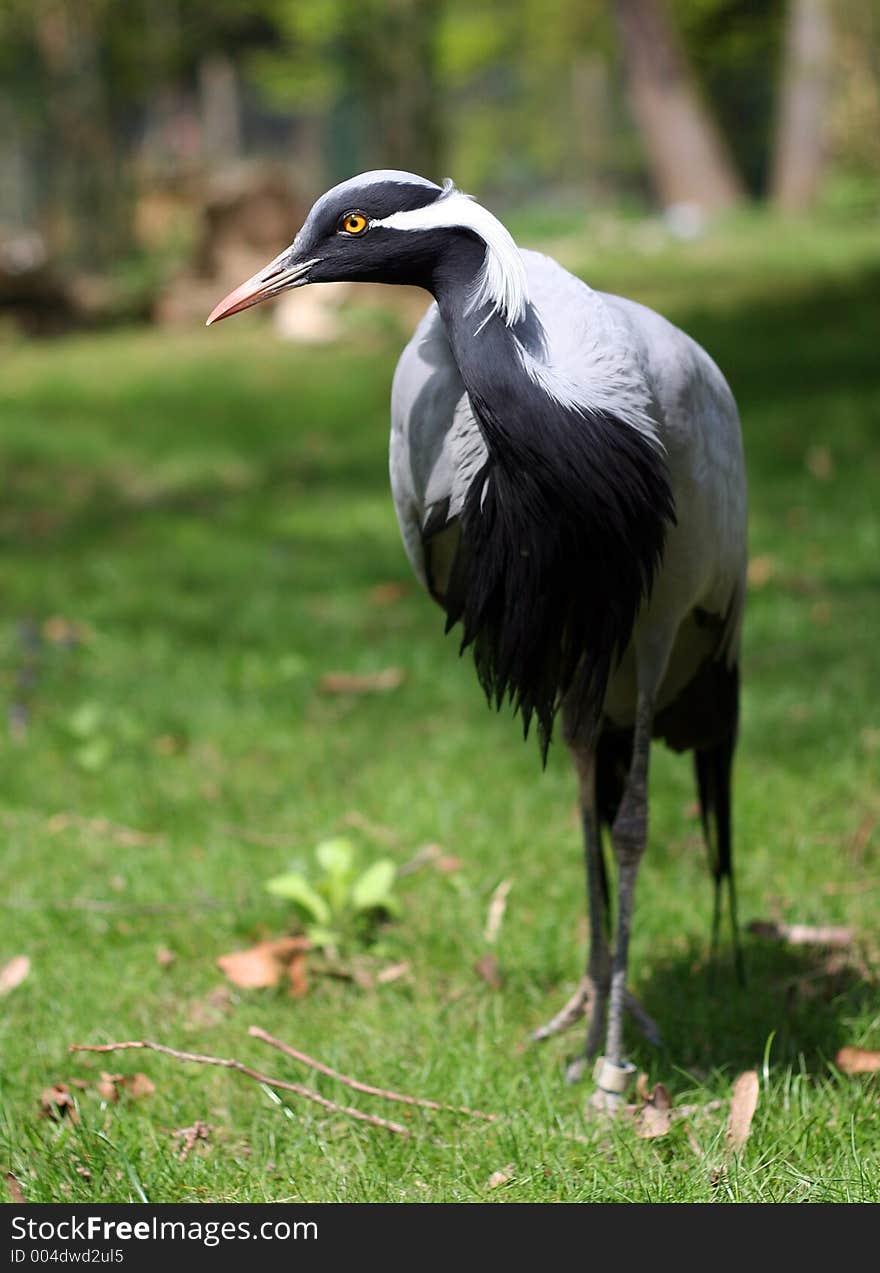 Bird with orange eye.