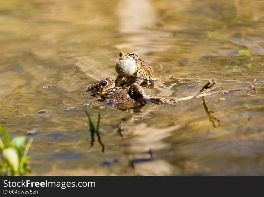 Mating frogs