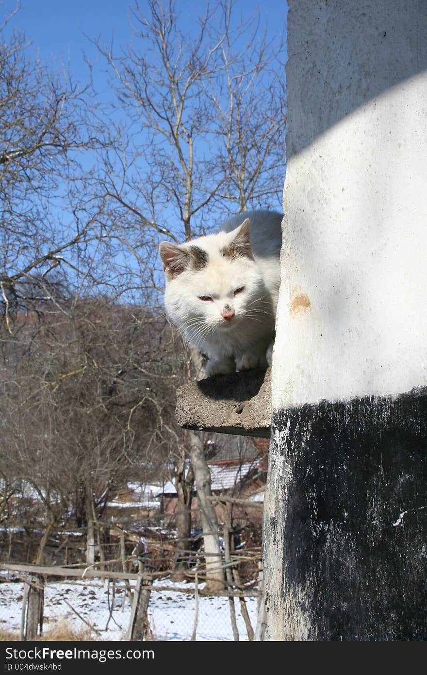 White cat