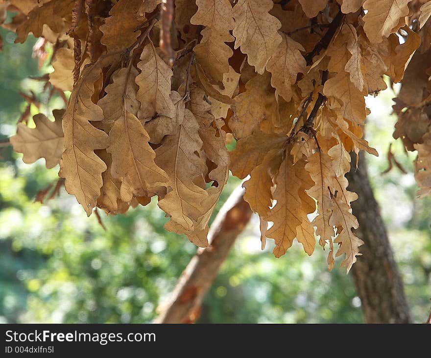 An autumn leaves