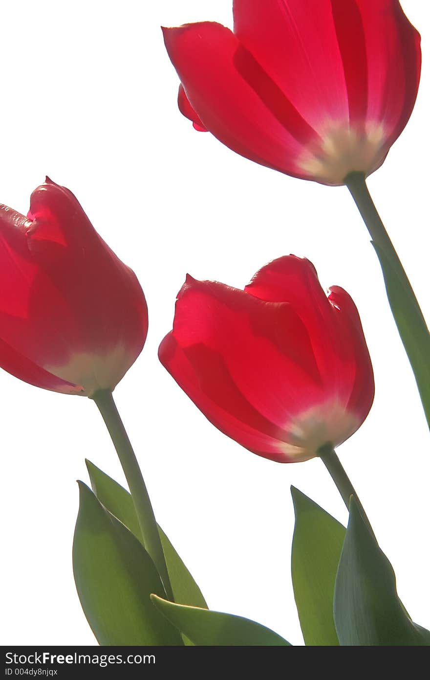 Three red tulips, isolated. Three red tulips, isolated