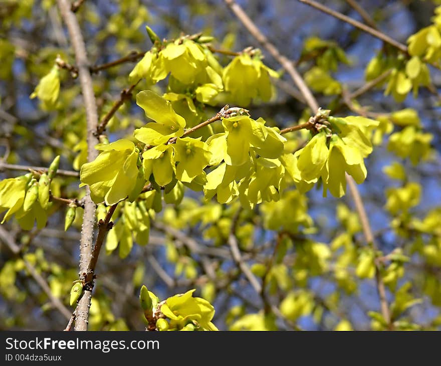 Forsythia Tree