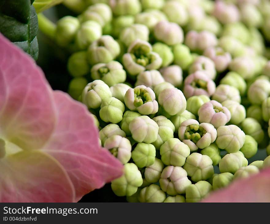 Hydrangea Buds