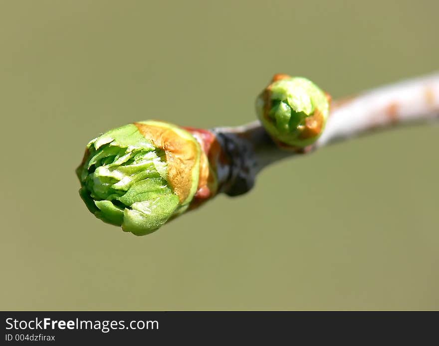 New spring buds on a tree branch. New spring buds on a tree branch.