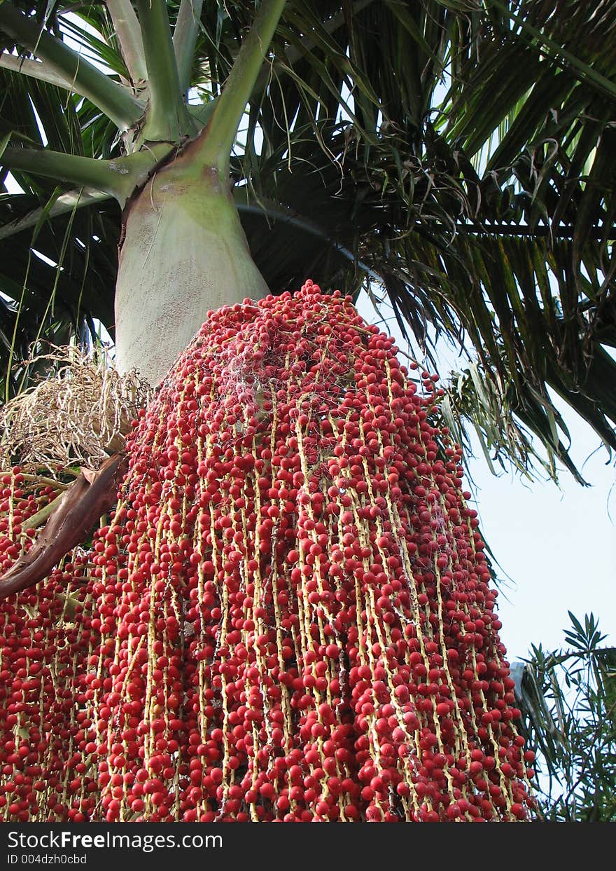 A Bangalow palm laden with berries. A Bangalow palm laden with berries