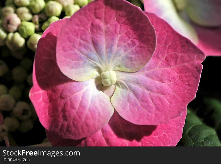 Hydrangea Flower