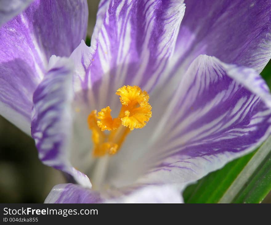 Stripped Crocus