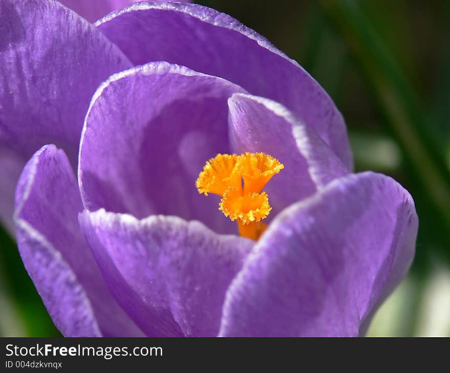 Purple Crocus