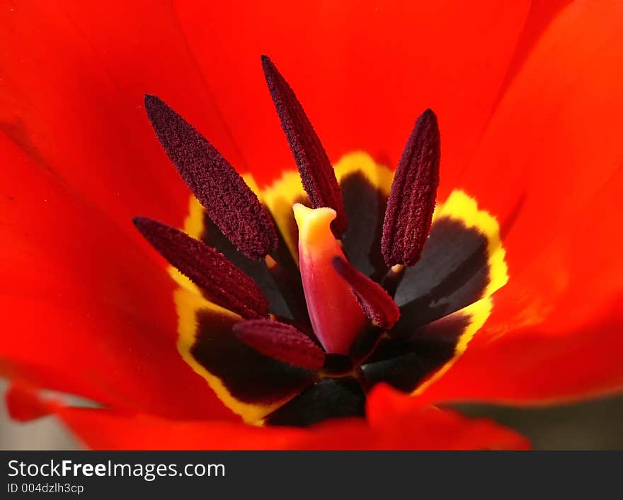 Red Tulip