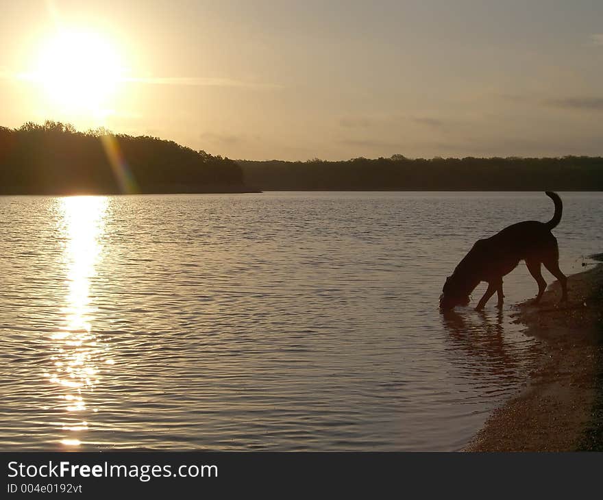 Dog Drinking From Lake