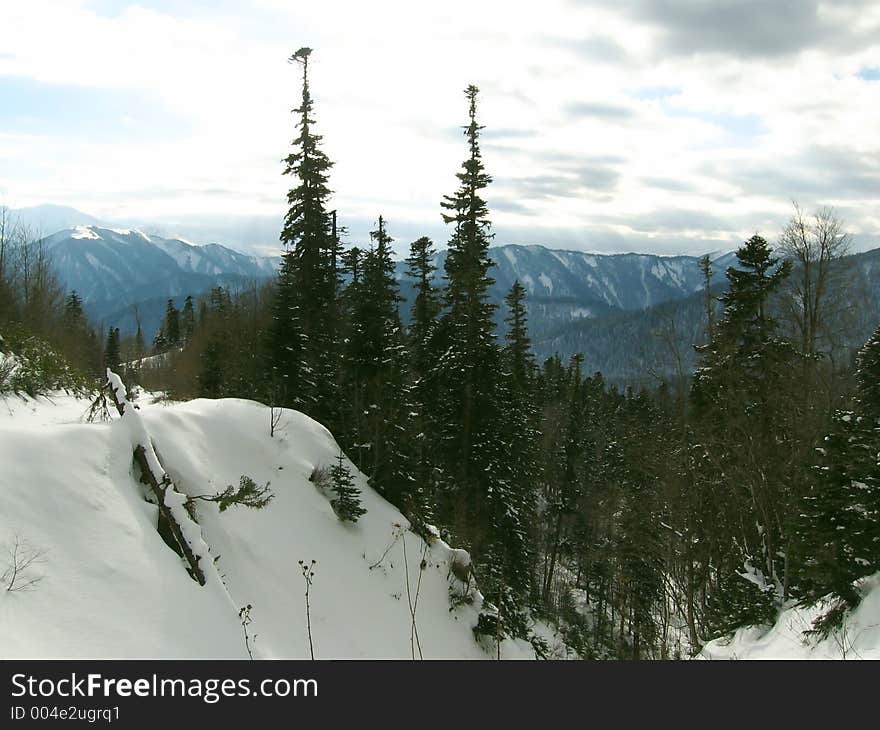 Mountains forest in Caucasus