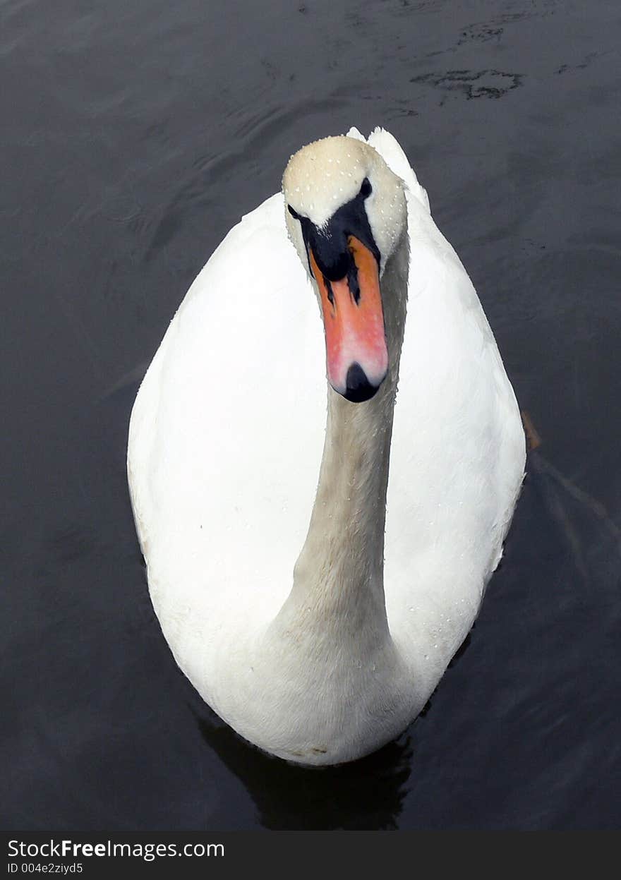 Swan looking