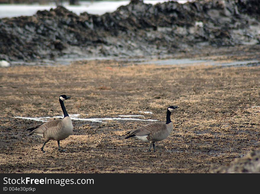 Canadian Geese on one of their migratory stops in Alaska