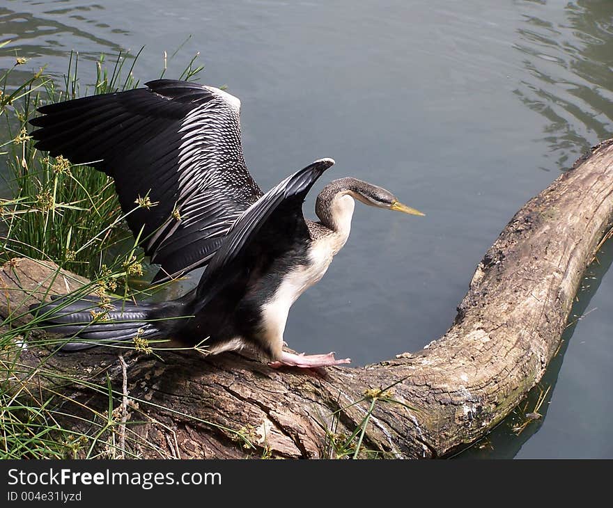 Cormorant, australia