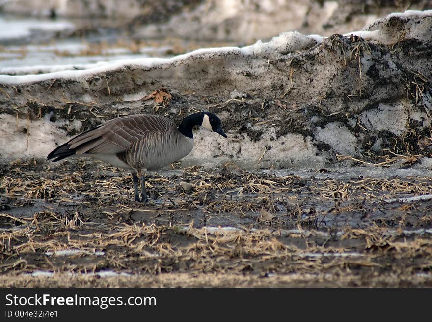 Canadian Goose wades through a puddle near snowbank.