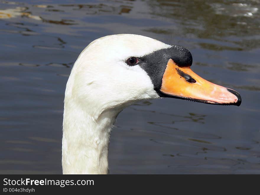 Swans head