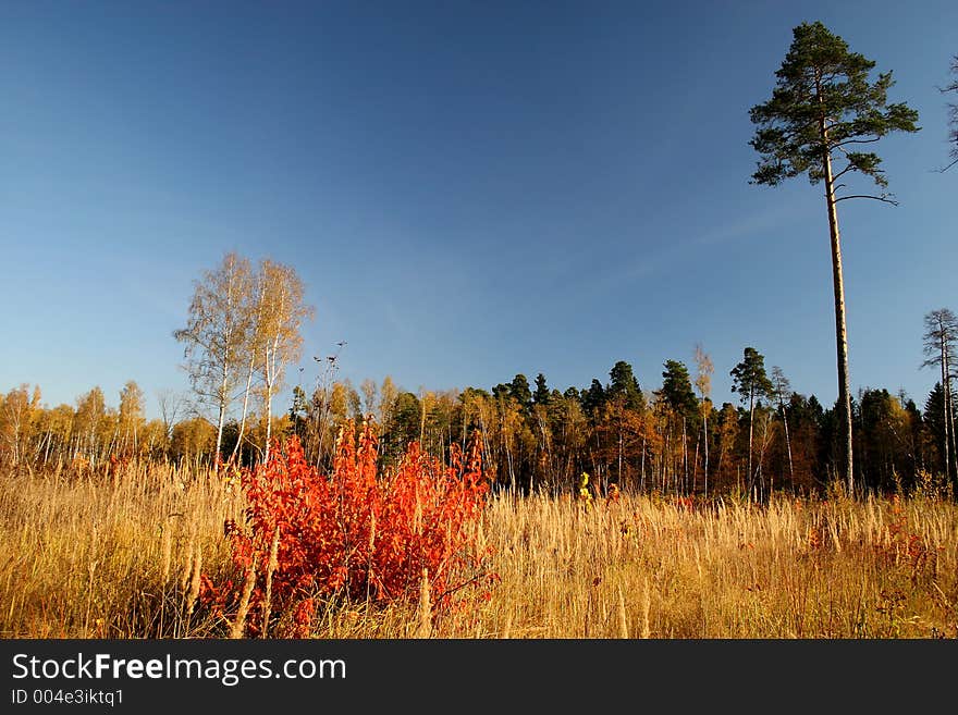 Walk in solar autumn day on our vicinities. Walk in solar autumn day on our vicinities.