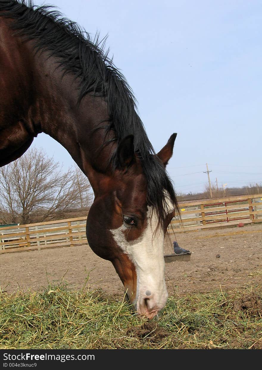 Chestnut Stallion