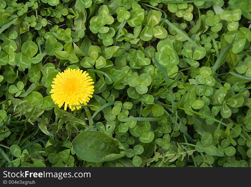 Dandelion on trefoil field. Dandelion on trefoil field