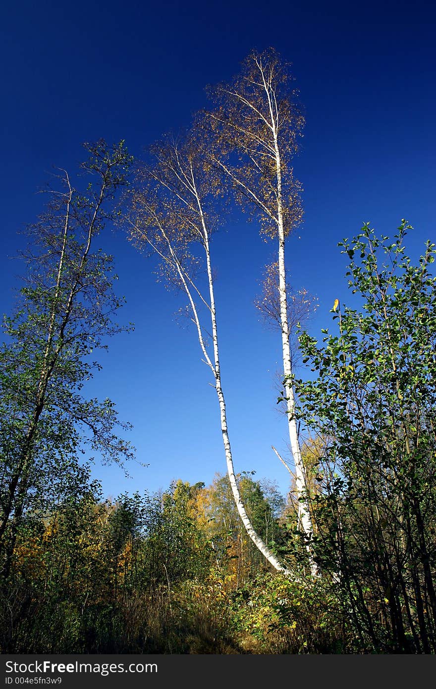 Birch.