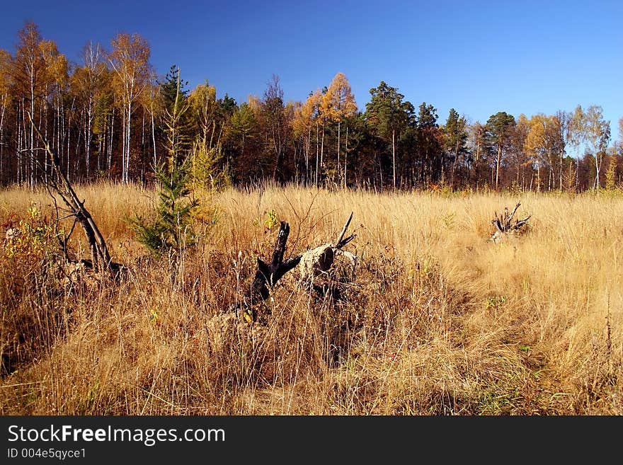 Wood glade.