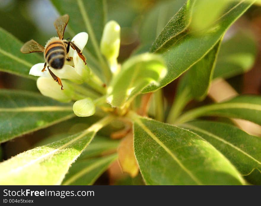 A bee inspecting a flower of pittosporo. A bee inspecting a flower of pittosporo