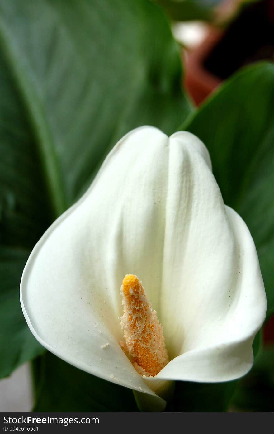 A flower of calla lily full of pollen. A flower of calla lily full of pollen.