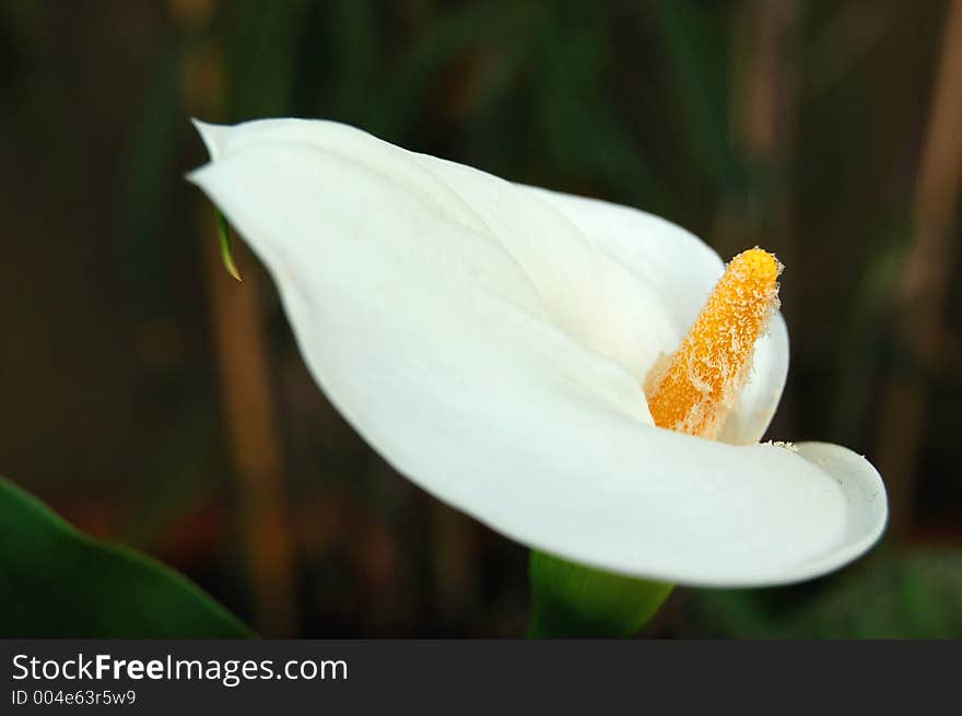 An orange pistil of calla full of pollen. An orange pistil of calla full of pollen