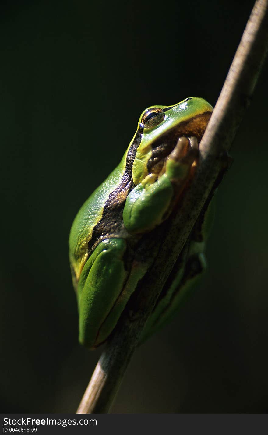 Tree-frog