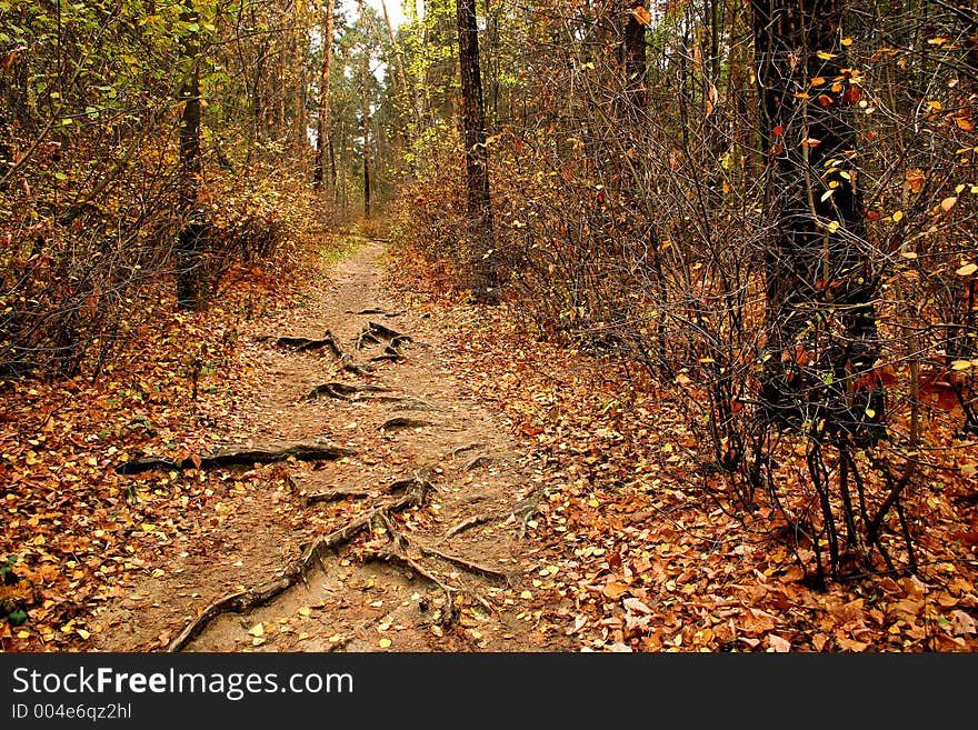 Walk in an autumn wood. Walk in an autumn wood.