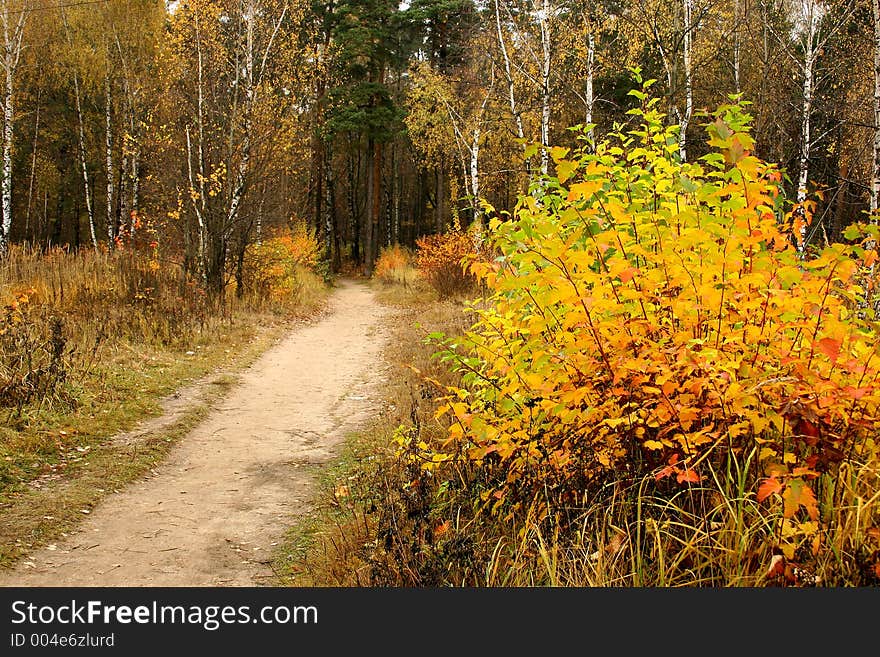 Walk in solar autumn day on our vicinities. Walk in solar autumn day on our vicinities.