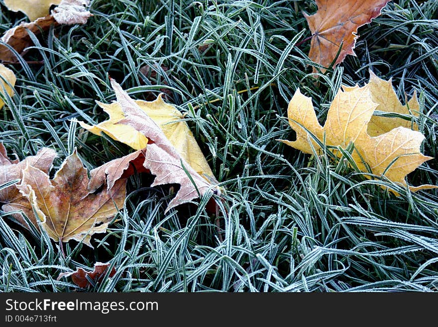 Yellow leaves.