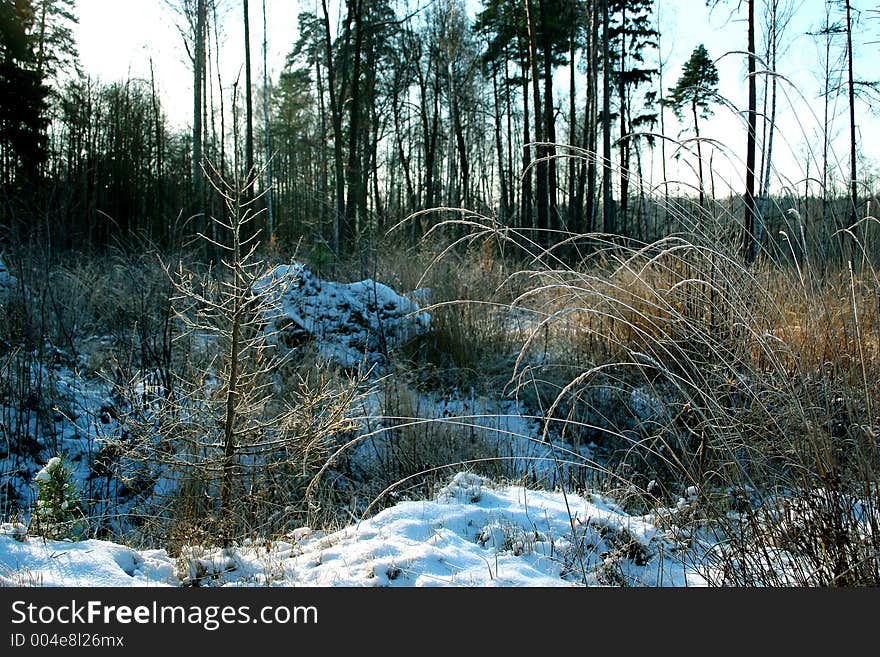 Snow and hoarfrost on a grass.