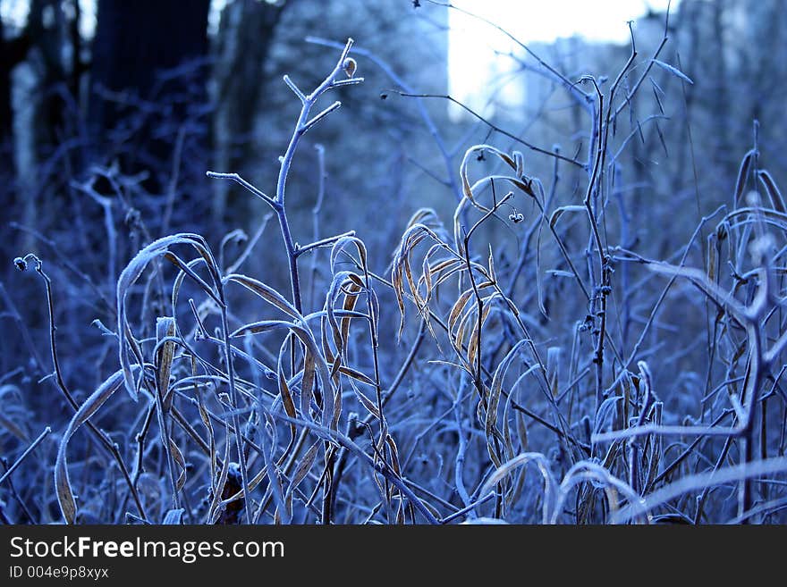 Hoarfrost on a grass.