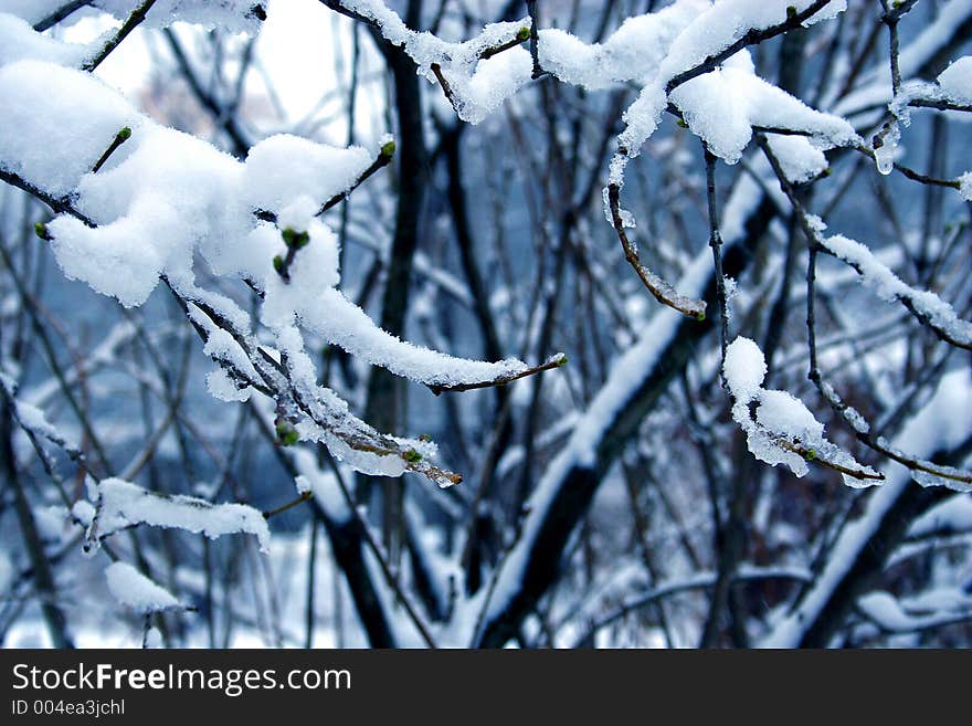 Branch of a lilac in a snow. Branch of a lilac in a snow.