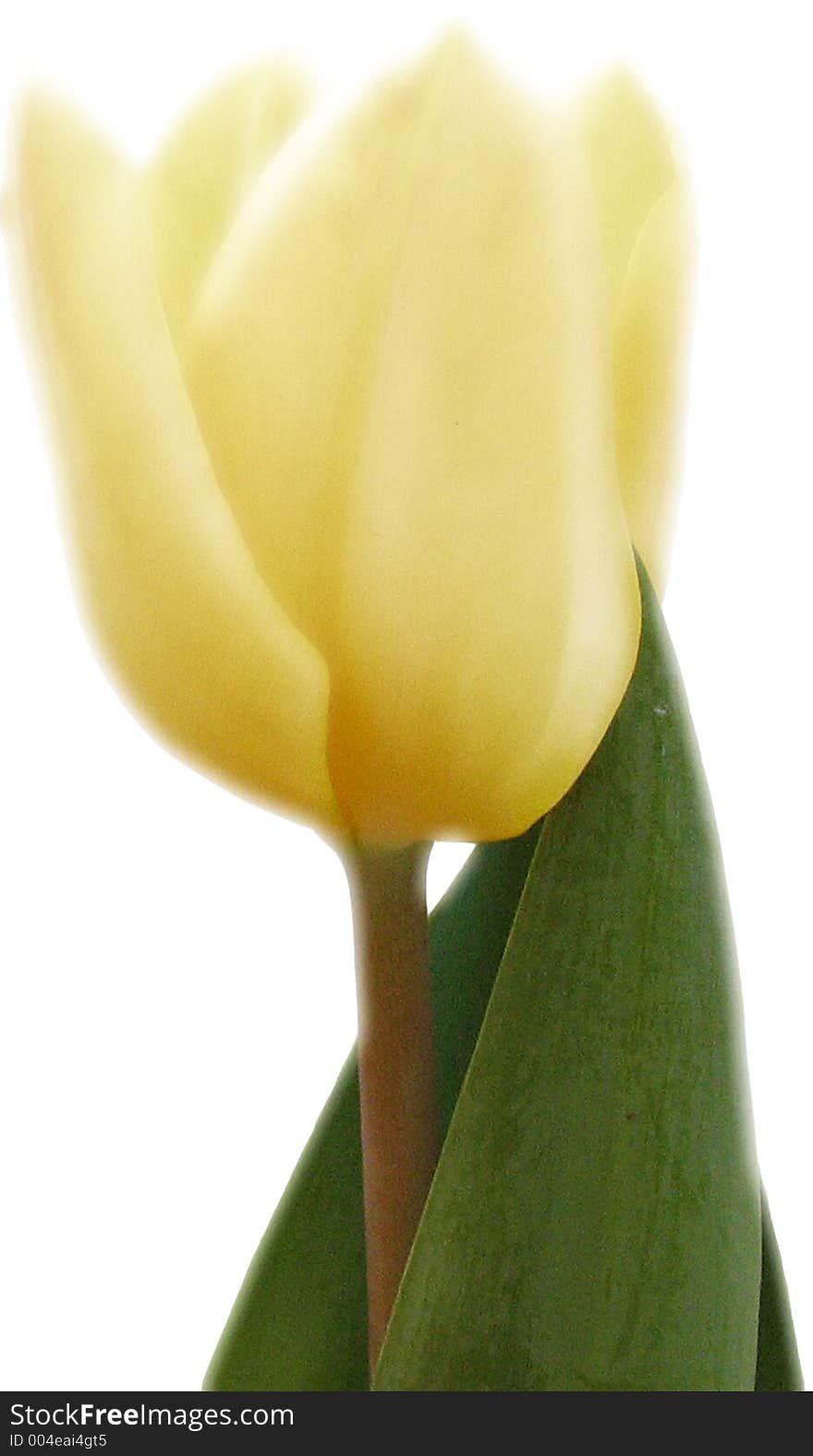 Yellow Tulip