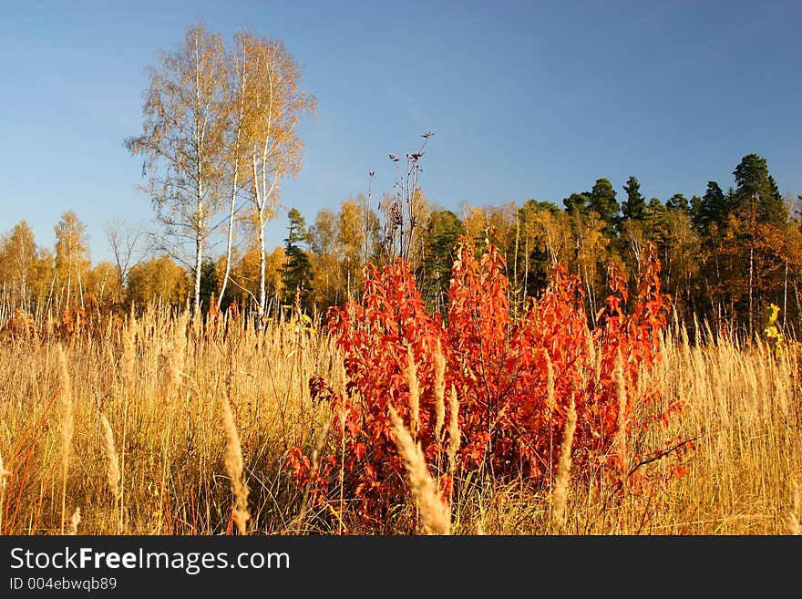 Autumn park.