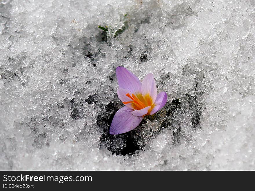 Spring Flowers.